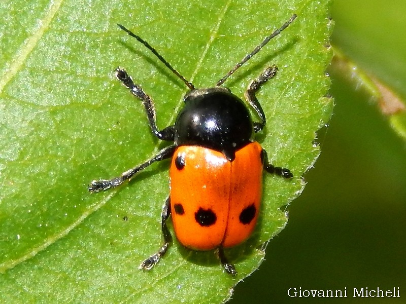 Chrysomelidae: Cryptocephalus trimaculatus